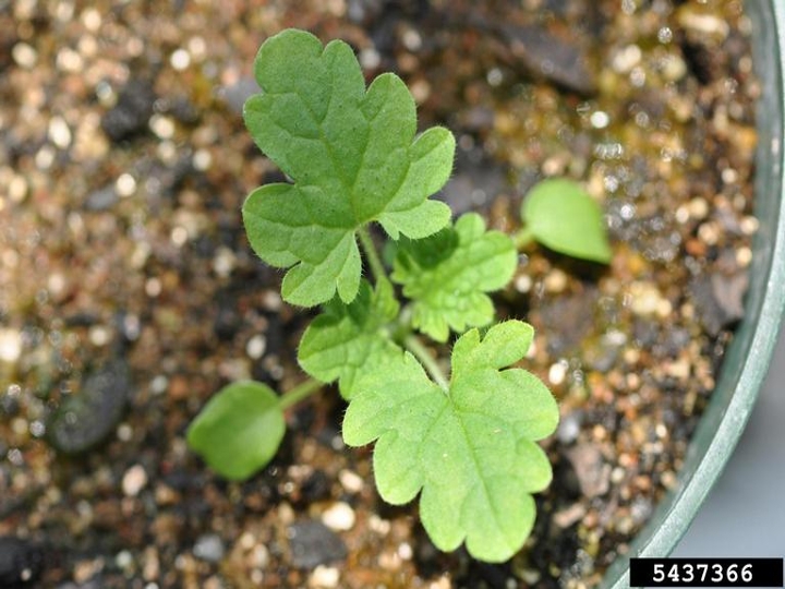 Henbit seedling