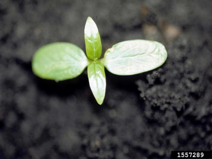 Honeyvine milkweed seedlings