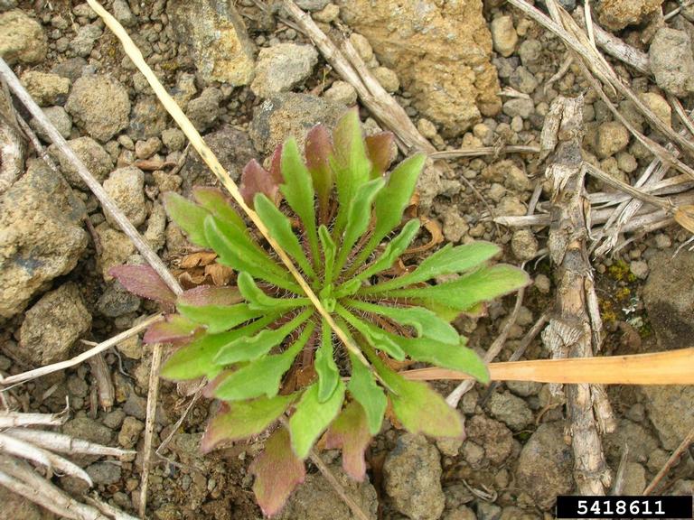 Horseweed seedling