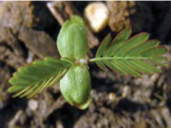 Indian jointvetch seedling