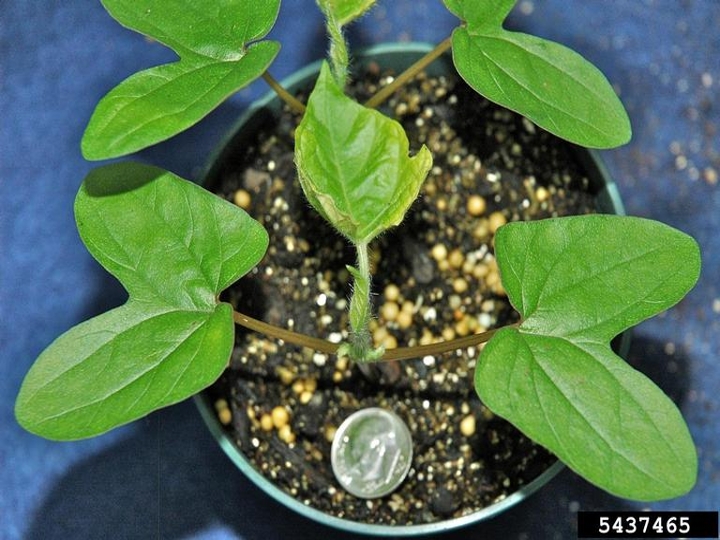 Ivyleaf morningglory seedling