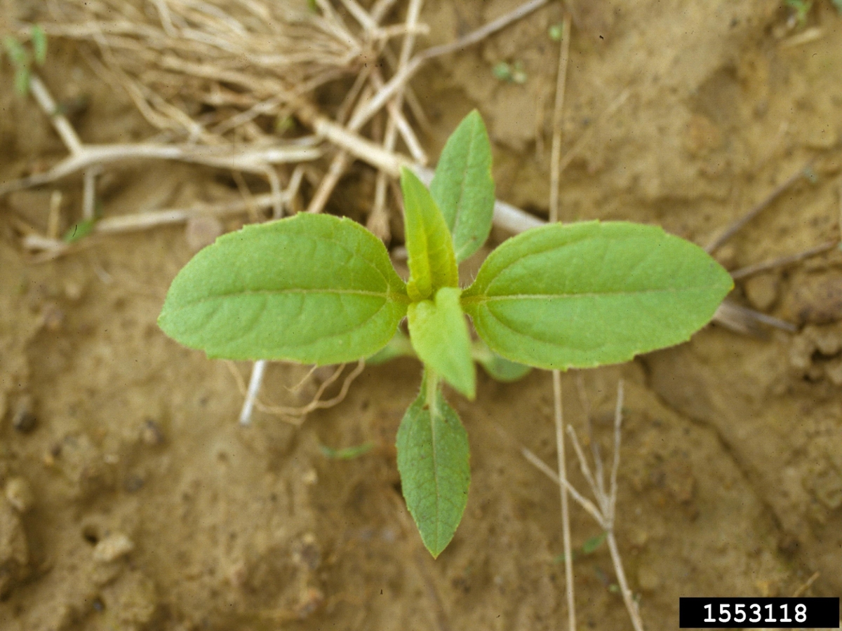 Jerusalem artichoke seedling