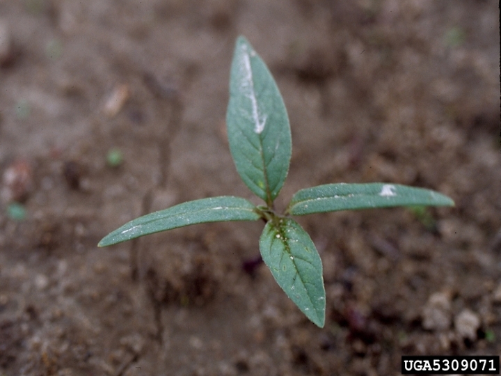 Jimsonweed seedling