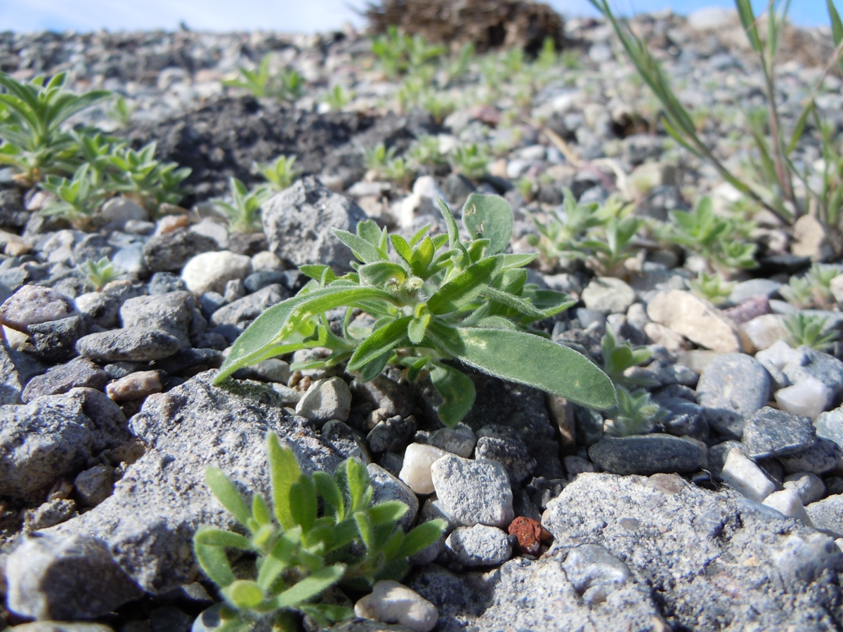 Kochia seedling