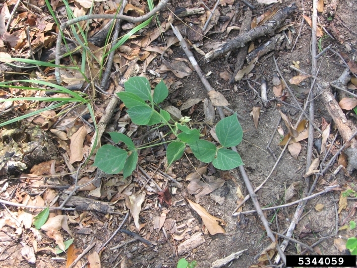 Kudzu seedling