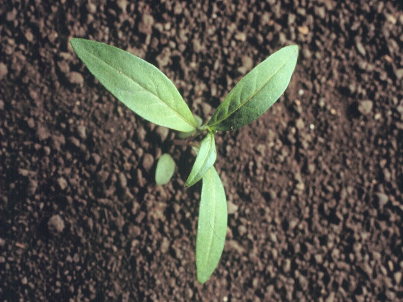Ladysthumb seedling