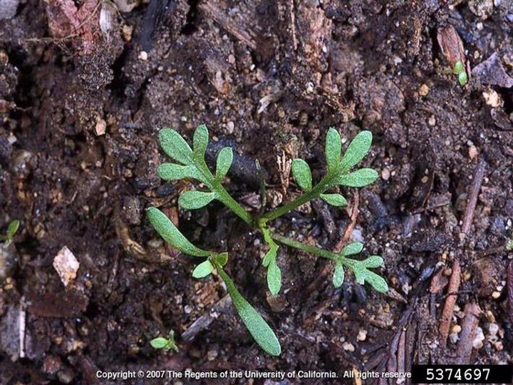 Lesser swinecress seedling