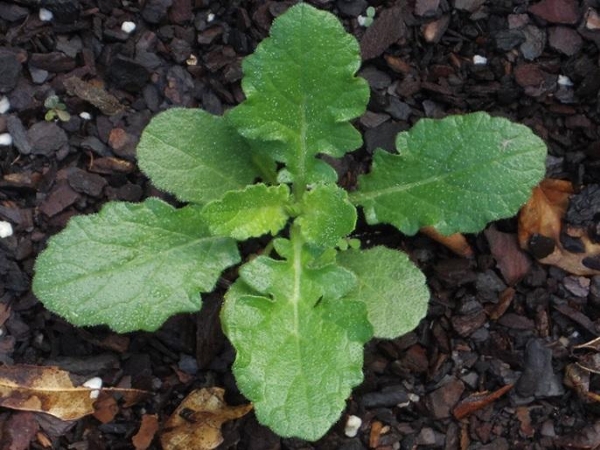 Lyreleaf sage seedling