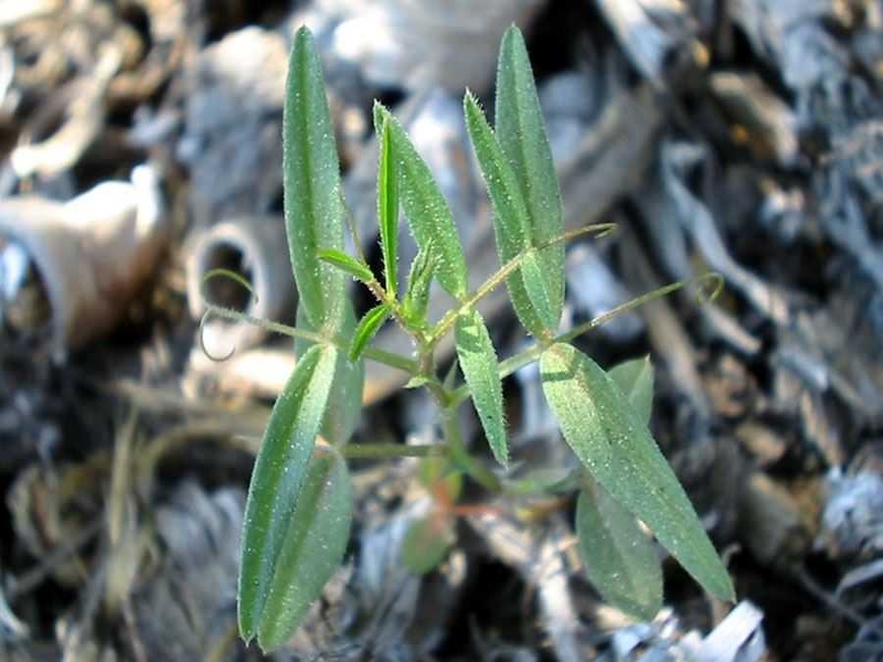 Narrowleaf vetch seedling