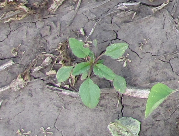 Palmer amaranth seedling