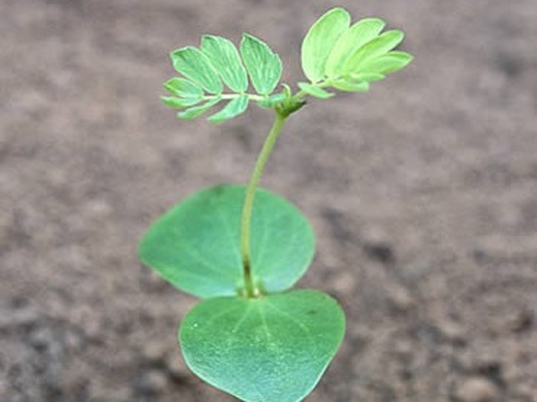 Partridgepea seedling