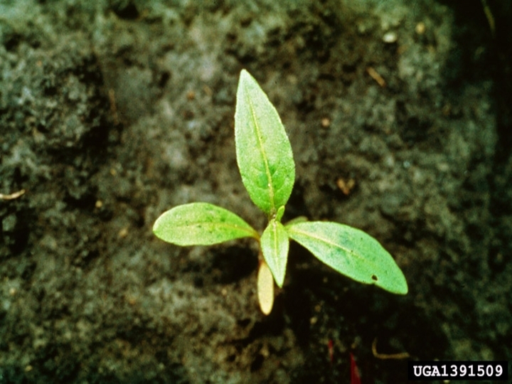 Pennsylvanis smartweed seedling