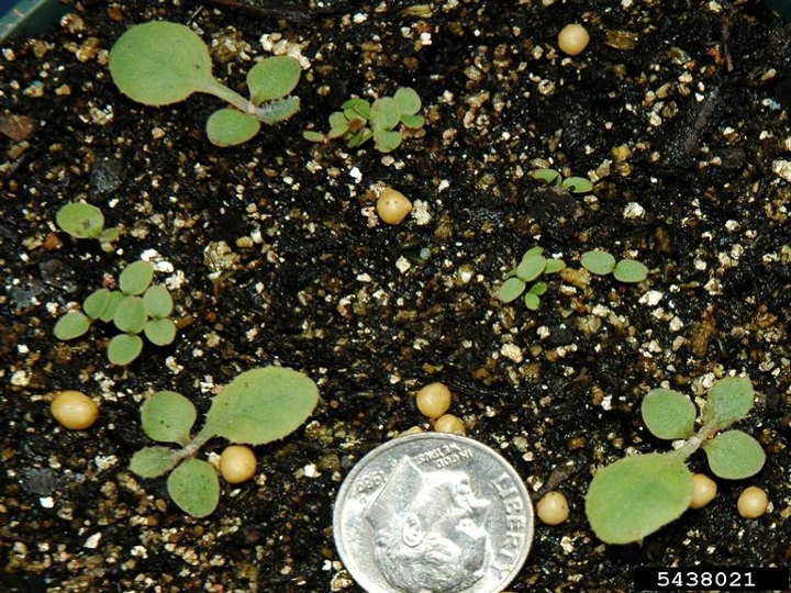 Perennial sowthistle seedling