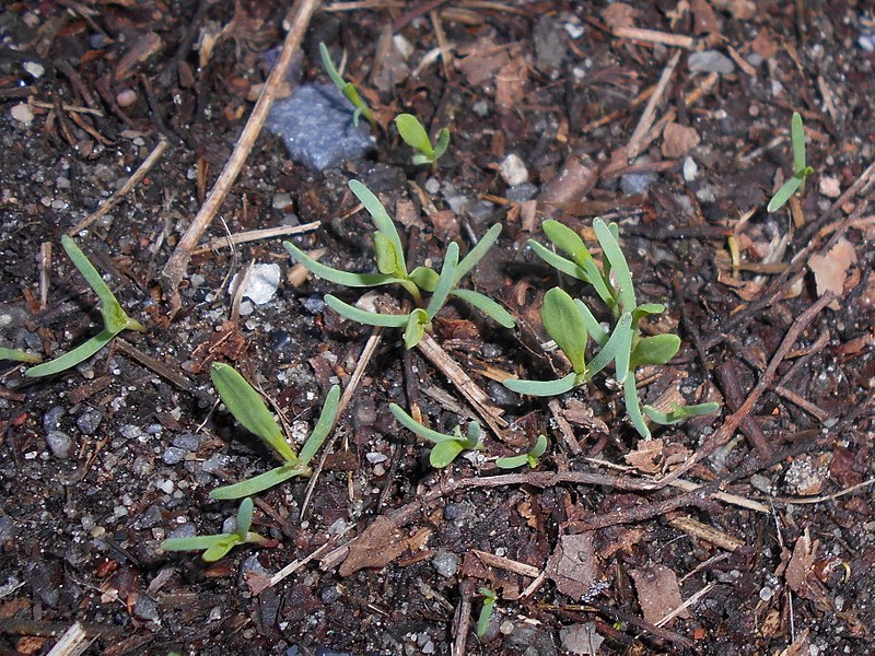 Prostrate knotweed seedling