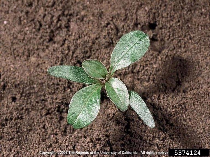 Prostrate amaranth seedling