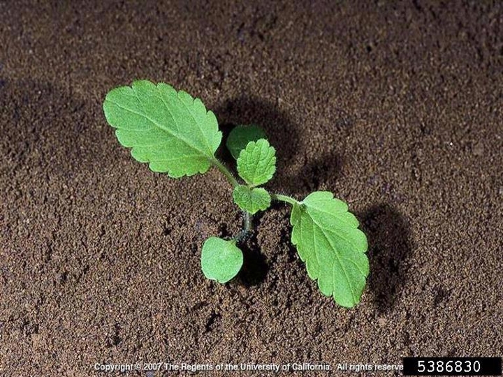 Purple deadnettle seedling