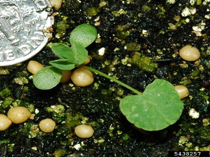 Red clover seedling