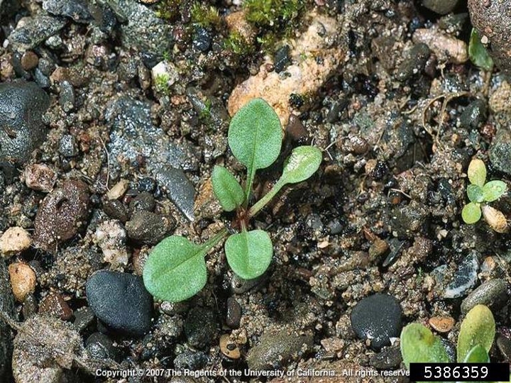 Red sorrel seedling