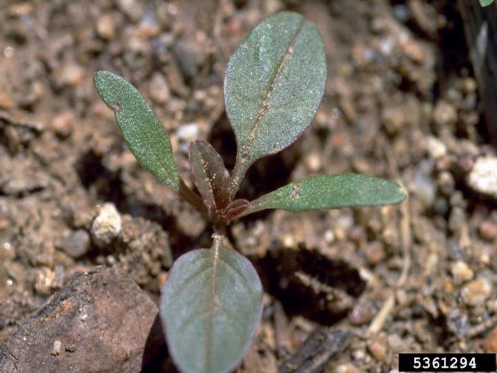 Redroot pigweed seedling