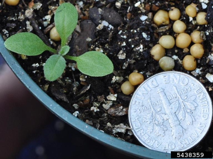 Shepherd's purse seedling