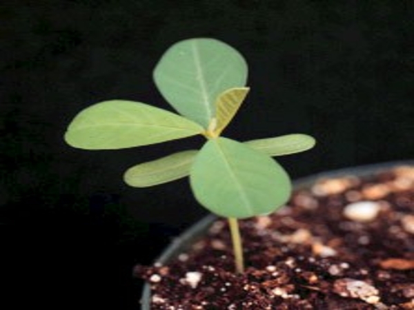 Showy crotalaria seedling