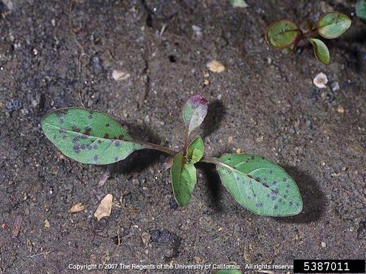 Showy evening primrose seedling