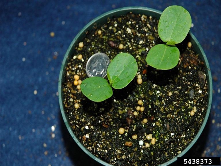 Sicklepod seedling