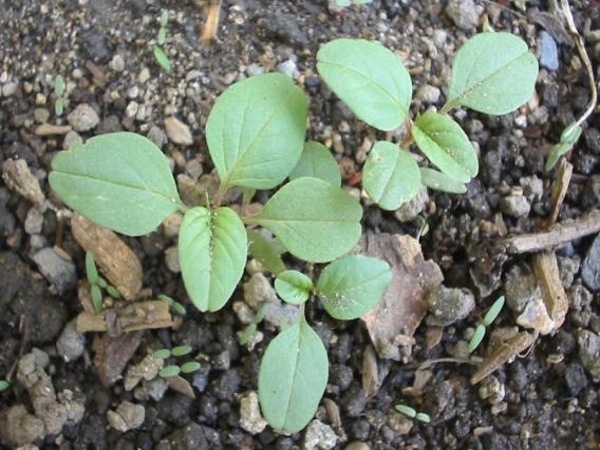 Slender amaranth seedling