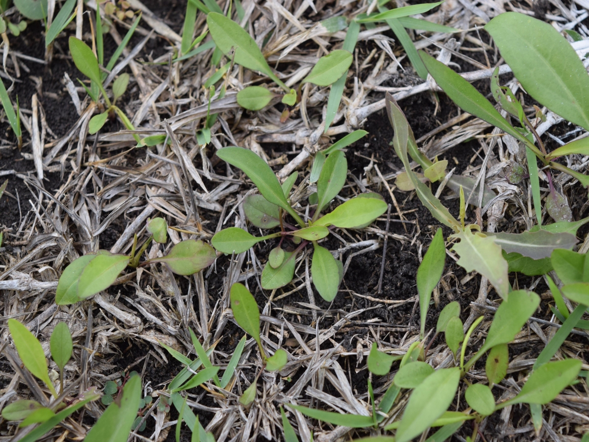 Slender aster seedling