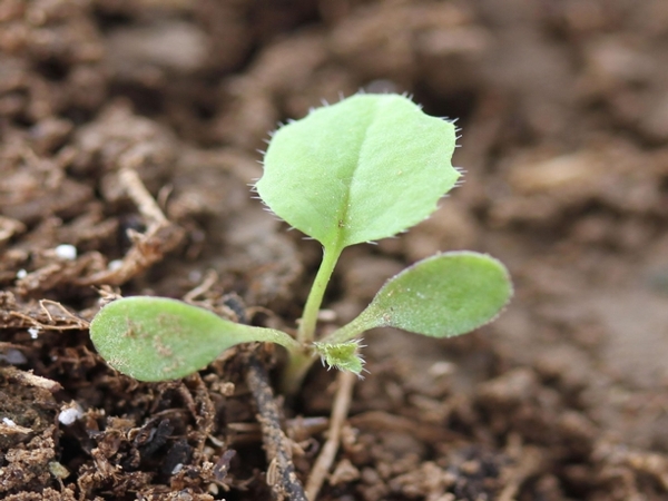 Smallflower bittercress seedling