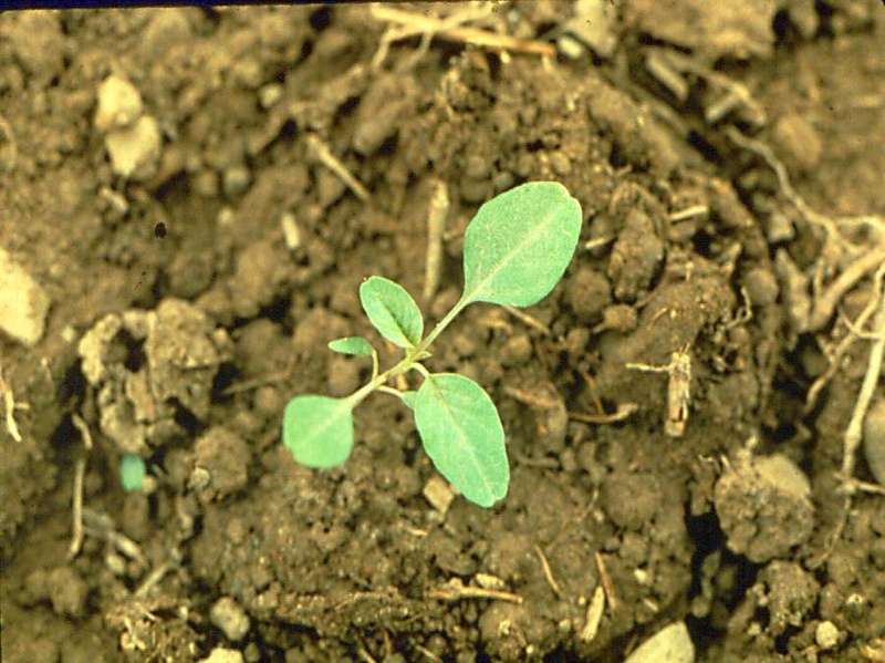 Spiny amaranth seedling