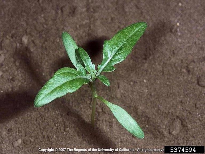 Spiny cocklebur seedling