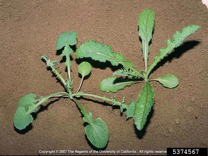 Spiny sowthistle seedling