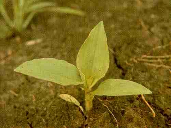 Spreading dayflower seedling