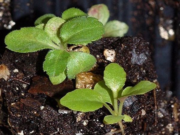 Tall goldenrod seedling