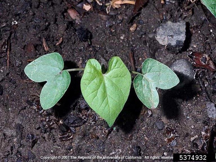 Tall morningglory seedling