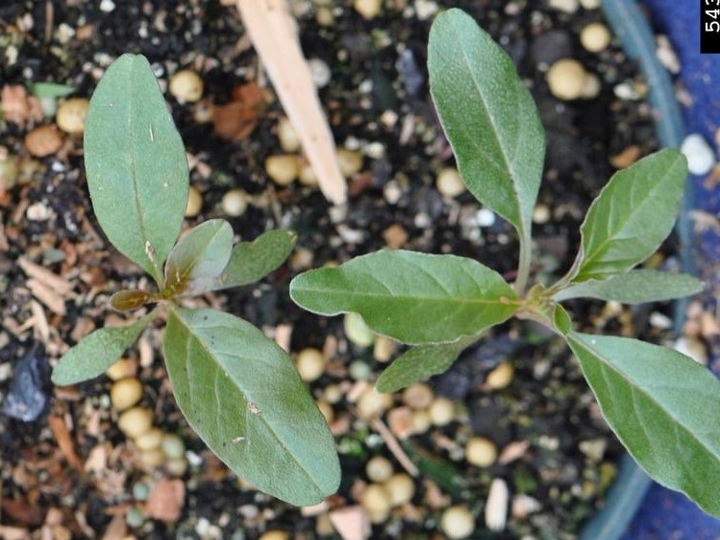 Tall waterhemp seedling