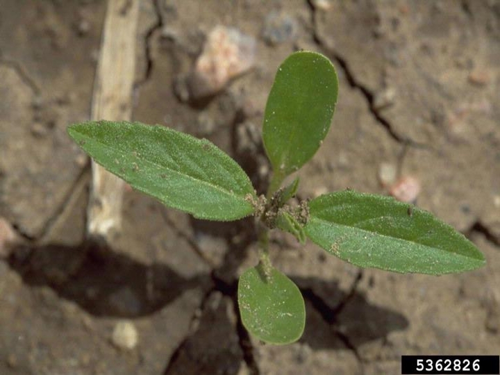 Toothed spurge seedling