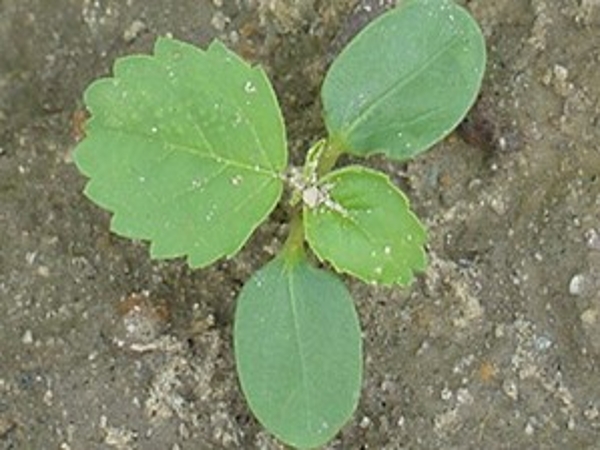 Tropic croton seedling