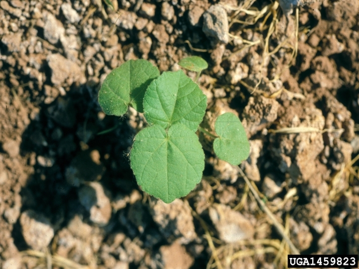 Velvetleaf seedling