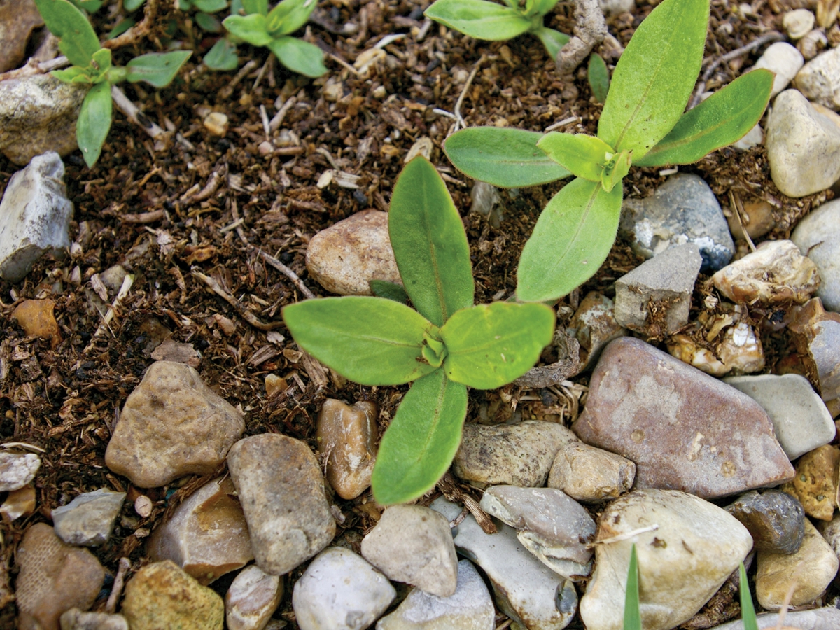 Virginia buttonweed seedling