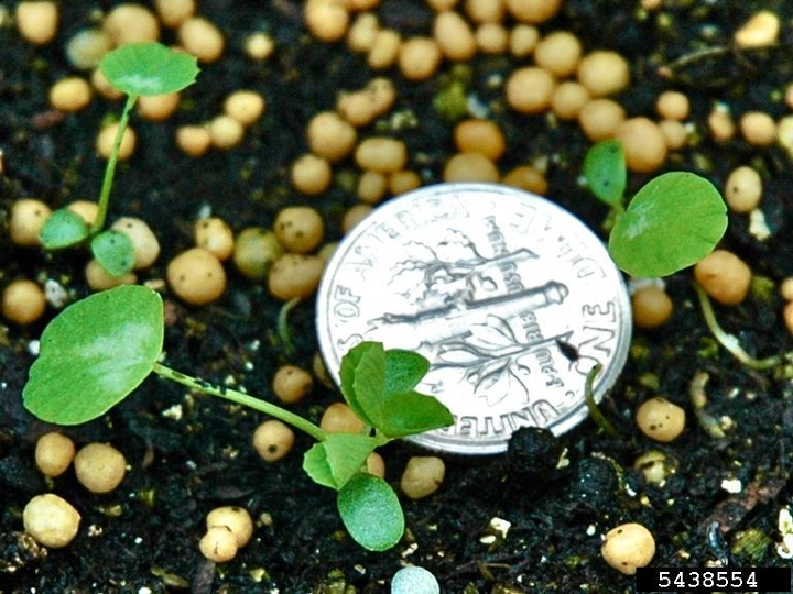 White clover seedling