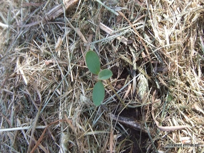 Wooly croton seedling