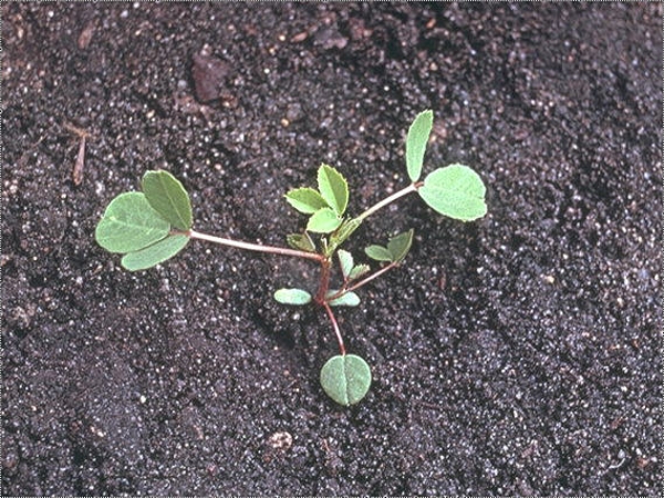 Yellow sweet clover seedling