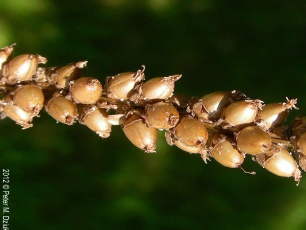 Broadleaf plantain fruit