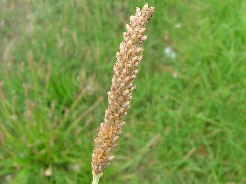 Buckhorn plantain fruit