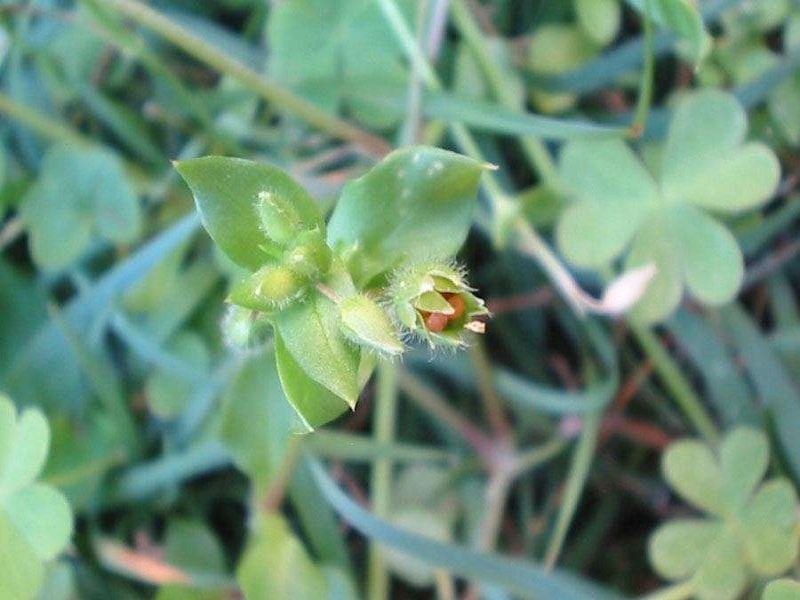 Chickweed fruit