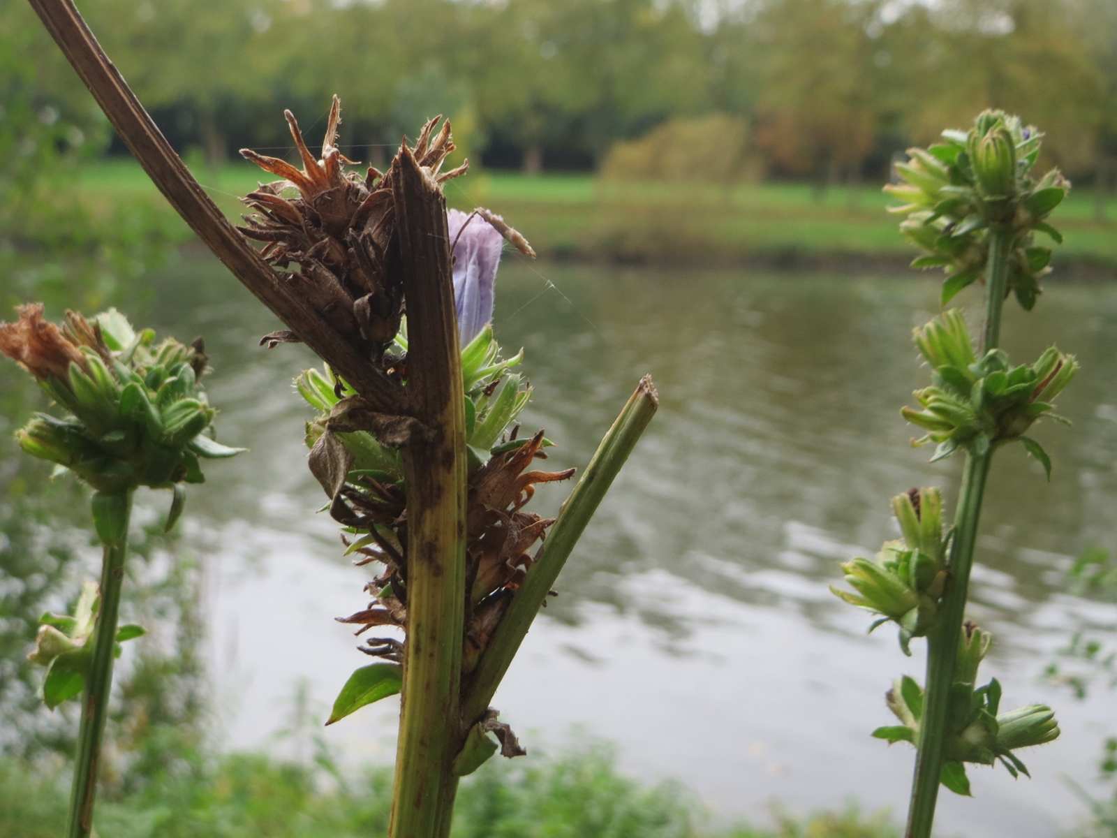 Chicory fruit