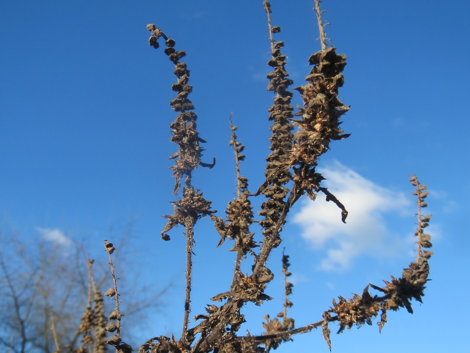 Common ragweed flower