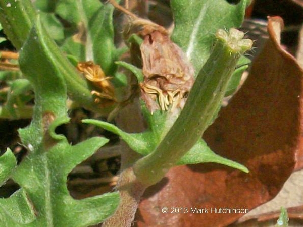 Cutleaf evening primrose